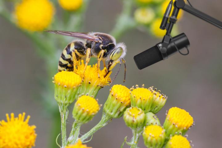 Conceptual representation: ABM will utilize smart technologies such as sensors, AI, and DNA techniques to measure biodiversity quickly and on a large scale. Credits: Getty Images.