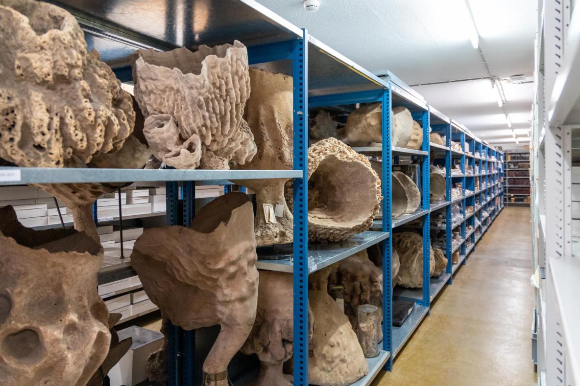 Collectie gedroogde sponzen