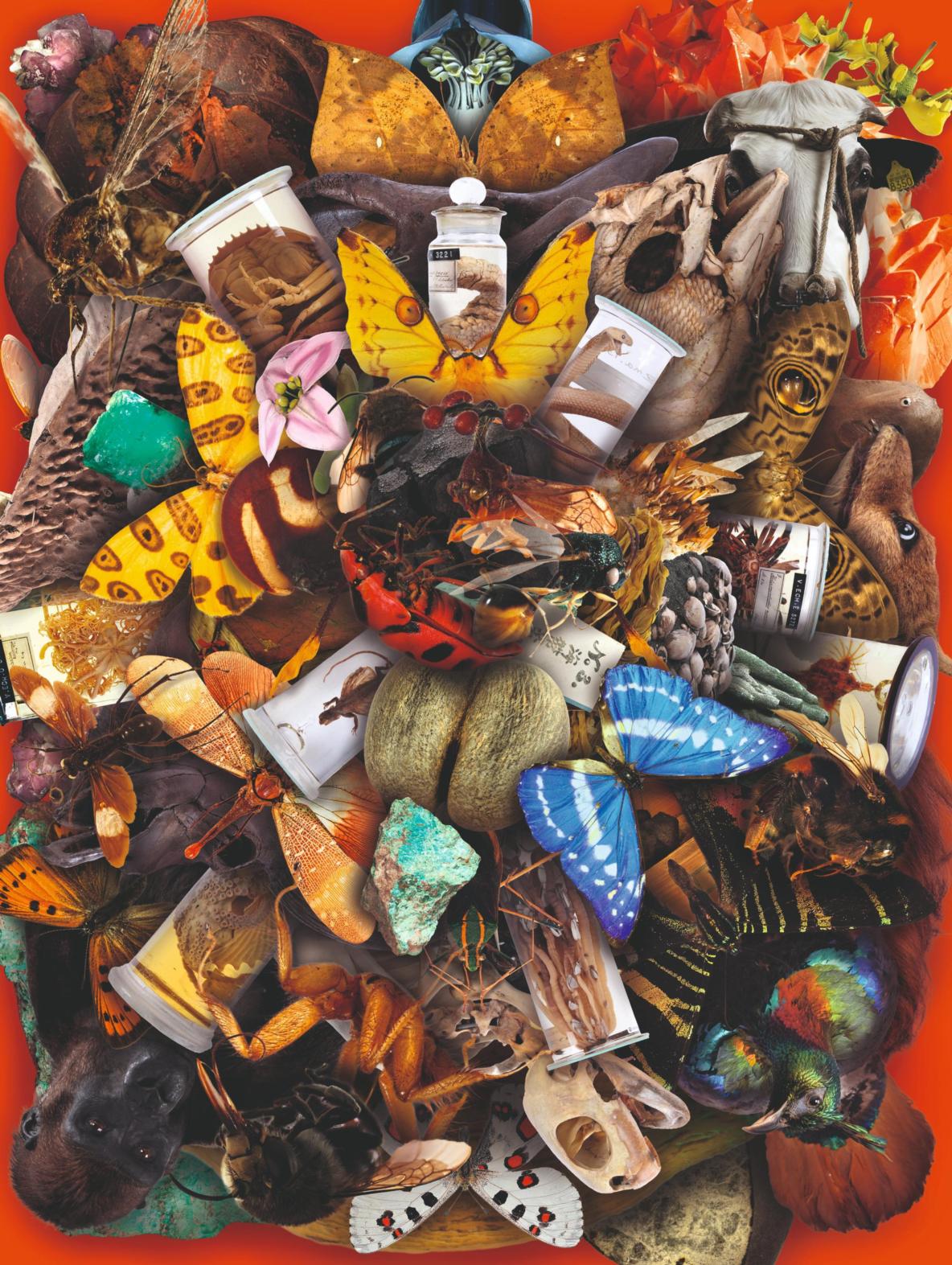 Illustratie collectie