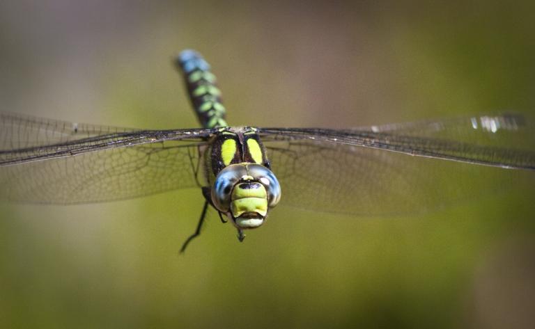 blauwe glazenmaker libel