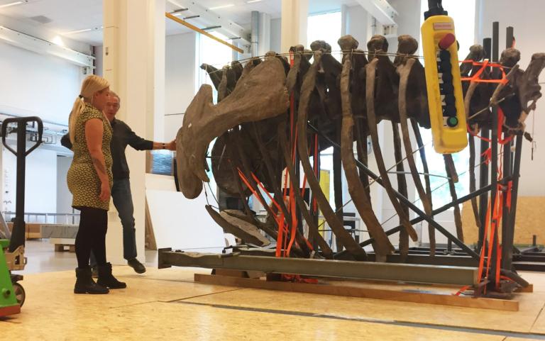 The camarasaurus in pieces