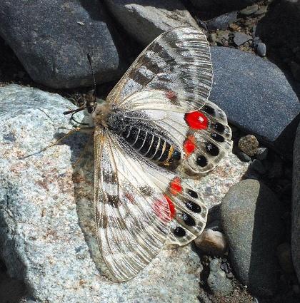 Parnassius