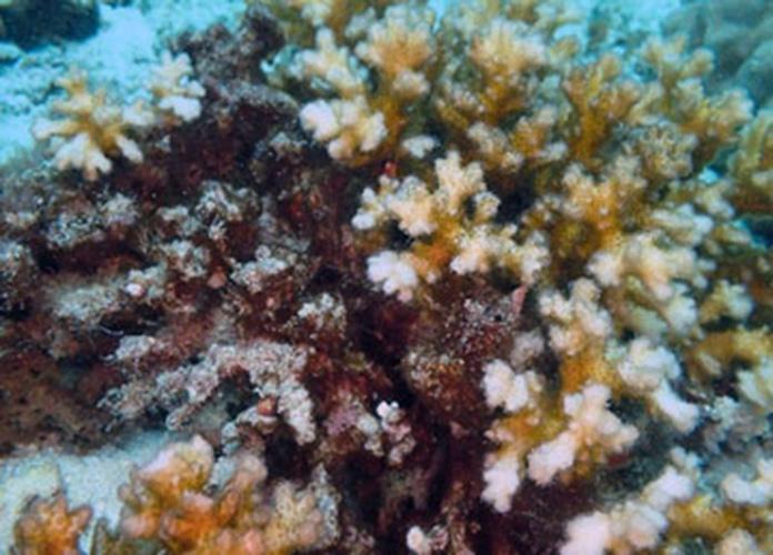 Koraal aangetast door Cyanobacterien