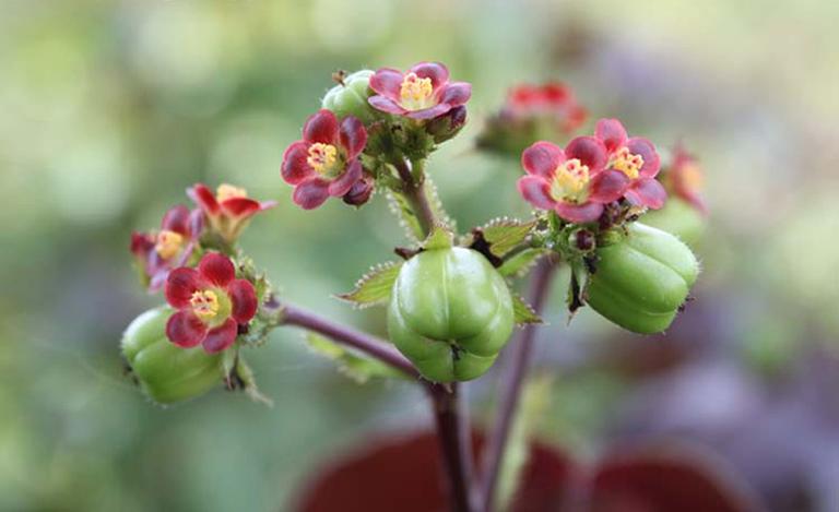 Euphorbiaceae phylogeny Jatropha gossypiifolia