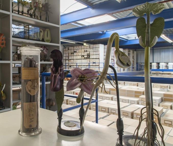 Botanical collection