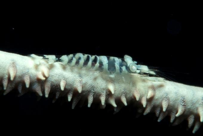 Pseudopontonides principis on black coral