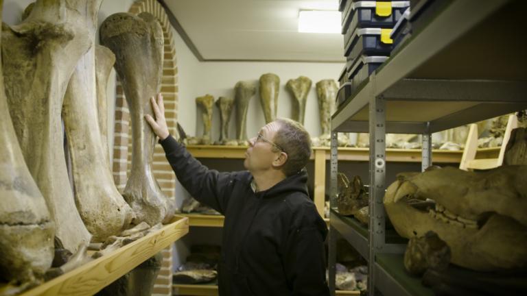 Mammoetcollectie Naturalis