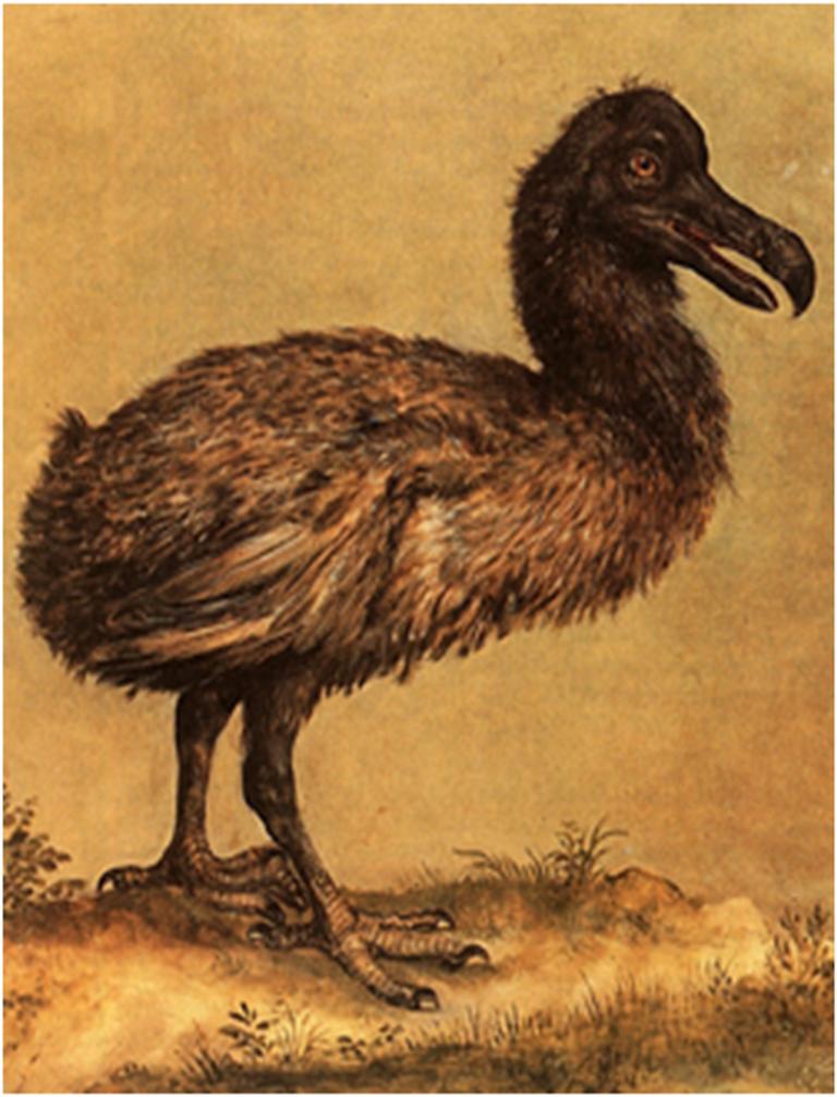 dodo
