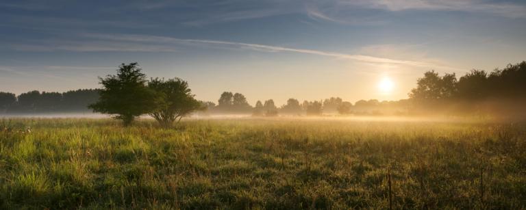 Mistig graslandschap bij Vlaardingen