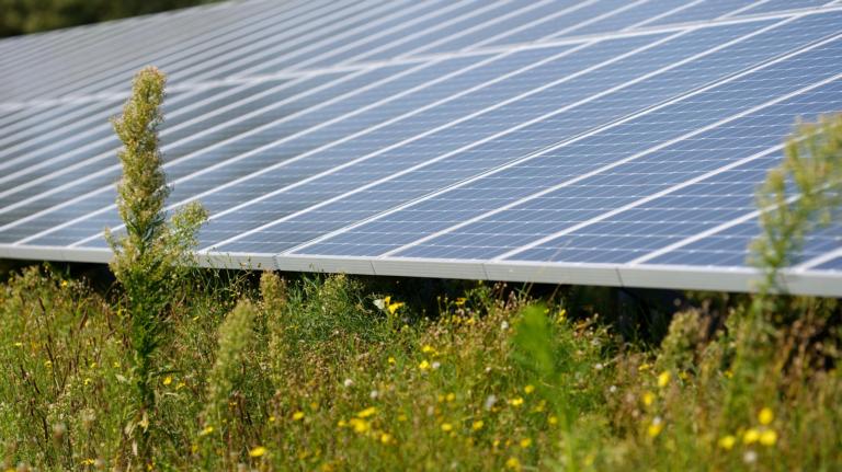 Zonnepark Moerdijk met diverse planten