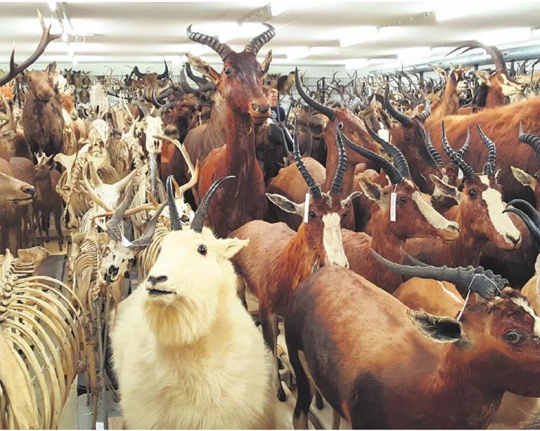 De grote opslag van de collectie zoogdieren heeft wel iets weg van de wachtkamer van de Ark van Noach. Foto: Bureau Voorlichting Naturalis