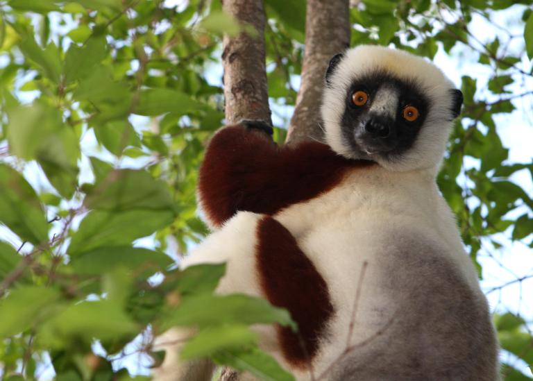 Coquerel's Sifaka (Propithecus coquereli) in northern Madagascar © David Dennis