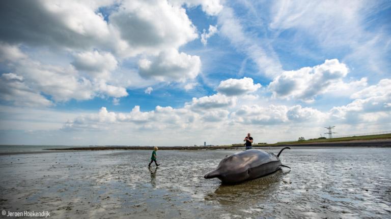 Aangespoelde butskop