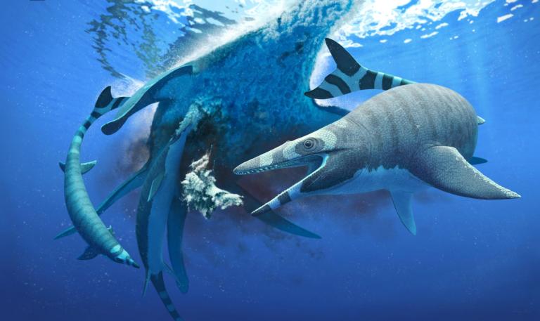 Gereconstrueerde foto van Mosasaurus Xenodens calminechari 