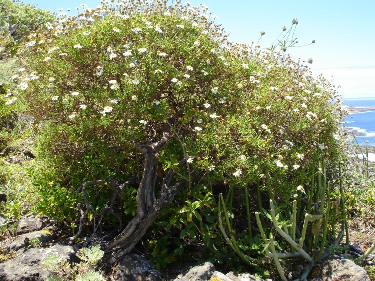 Argyranthemum frutescens