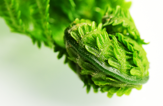 Consultation on the Convergence of Digital and Extended Specimens