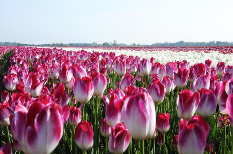 tulpenveld met bomen op de horizon