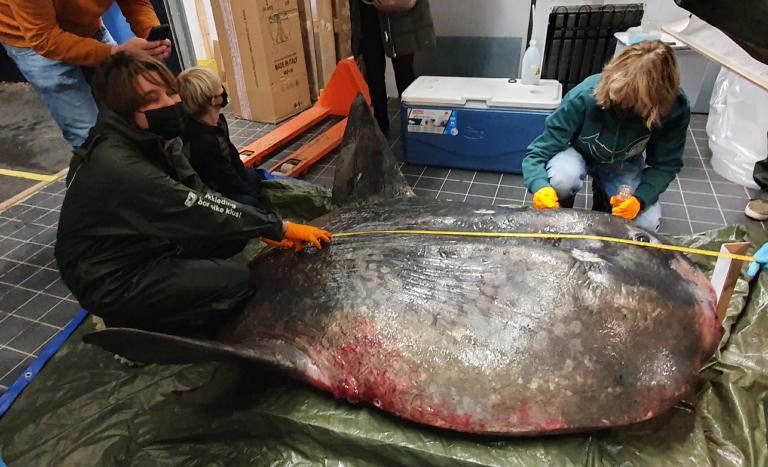 Naturalis-onderzoekers meten de maanvis op. 1.89 van snavel tot staart