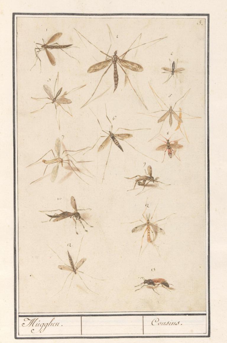 13 langpootmuggen door De Boodt. Maar welke soorten?