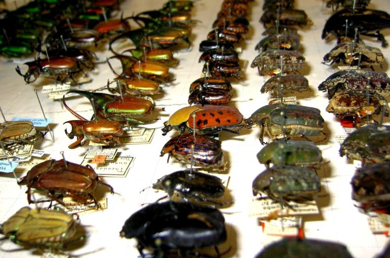 Kevers uit de collectie