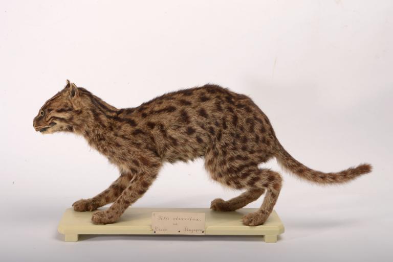 Opgezette viskat uit Singapore