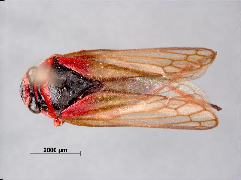 Het holotype van een cicadasoort