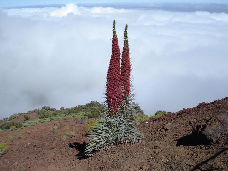 Echium wildprettii, een iconische verhoute soort die voorkomt op de Canarische Eilanden