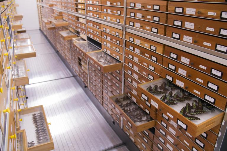 Vlindercollectie Naturalis