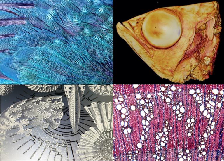 (Onderzoeks)stages bij Naturalis