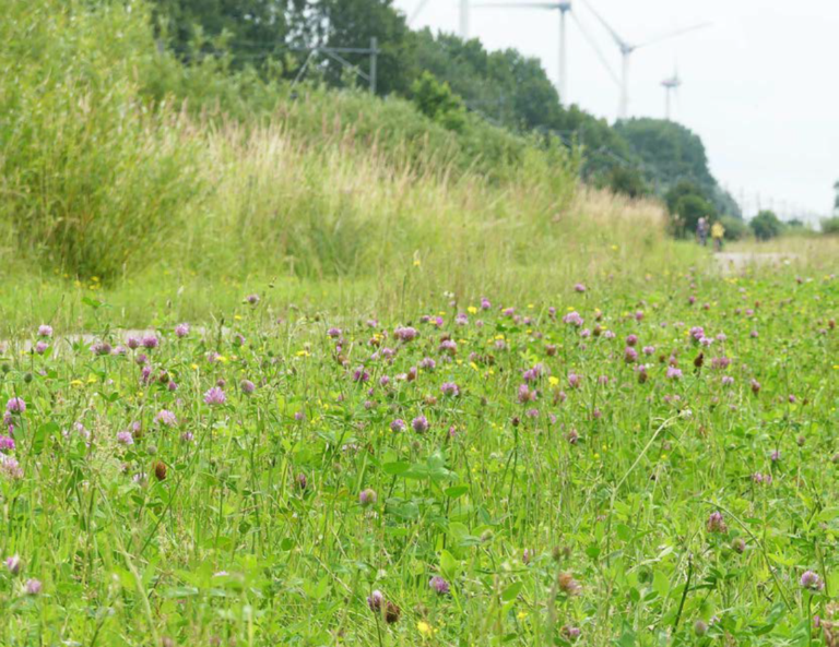 infranatuur extensief beheer door Menno Reemer