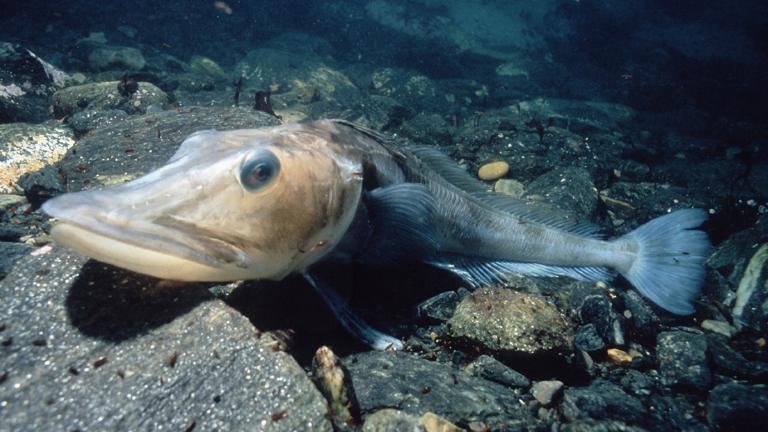 Icefish (Chaenocephalus aceratus). Photographer: Doug Allan