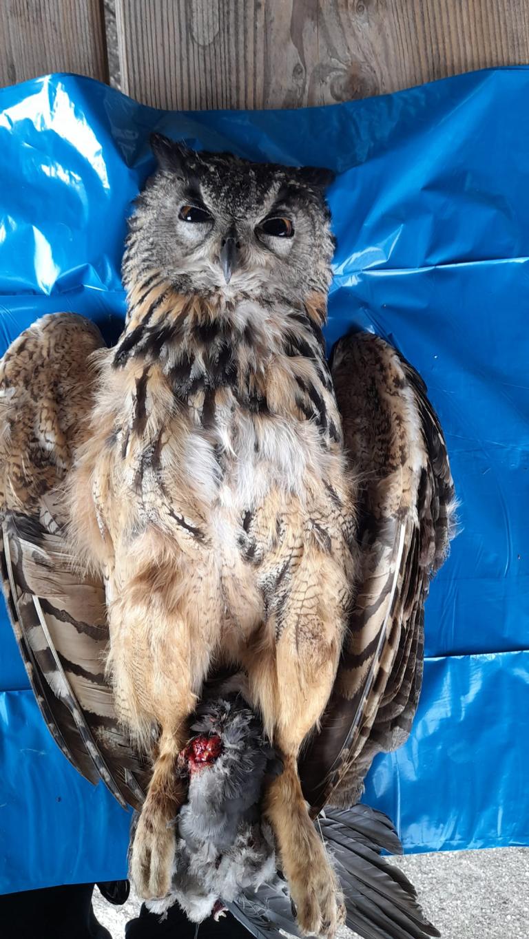 De aangereden oehoe bij Winterswijk