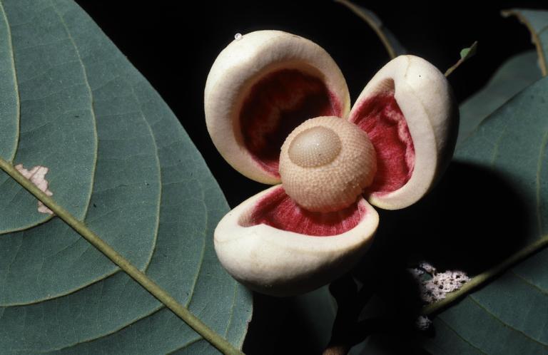 Picture of Annona hypoglauca