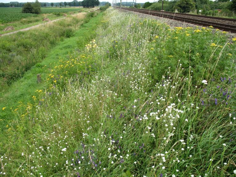 Een biodiverse berm in Zwolle, credit: Frans Willem Blok