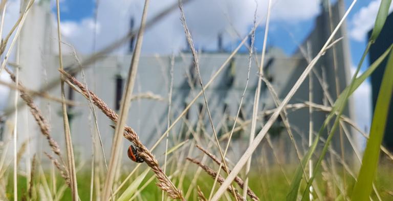 Biodiversiteit op onderstations van Alliander. credit: Harry Zwart