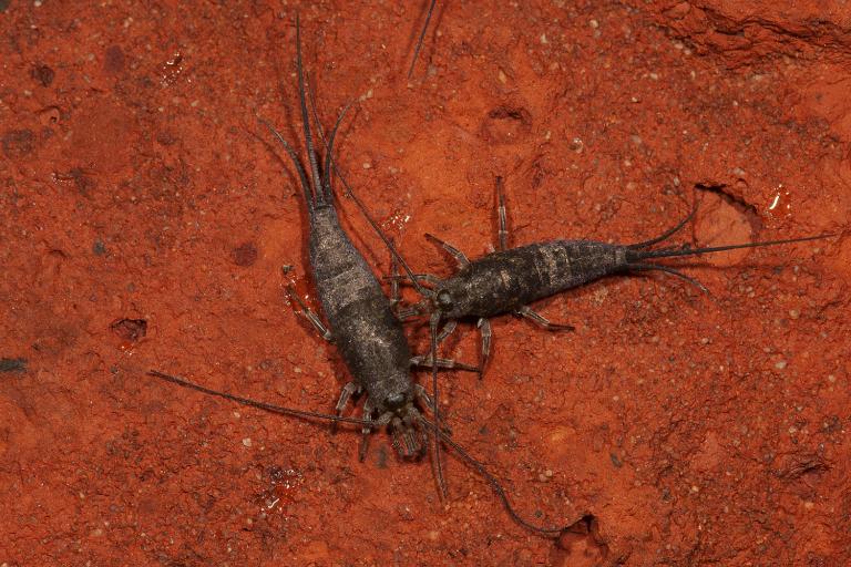 De kuststeenspringer (Petrobius brevistylis). Credits: Roy Kleukers