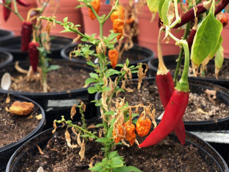 Variëteiten van Mexicaanse chilipepers