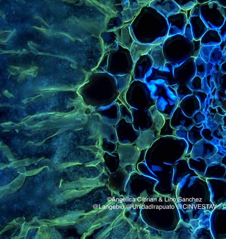 Cyanobacteriën (blauwe stippen) binnenin de koraalachtige wortel van de cycade