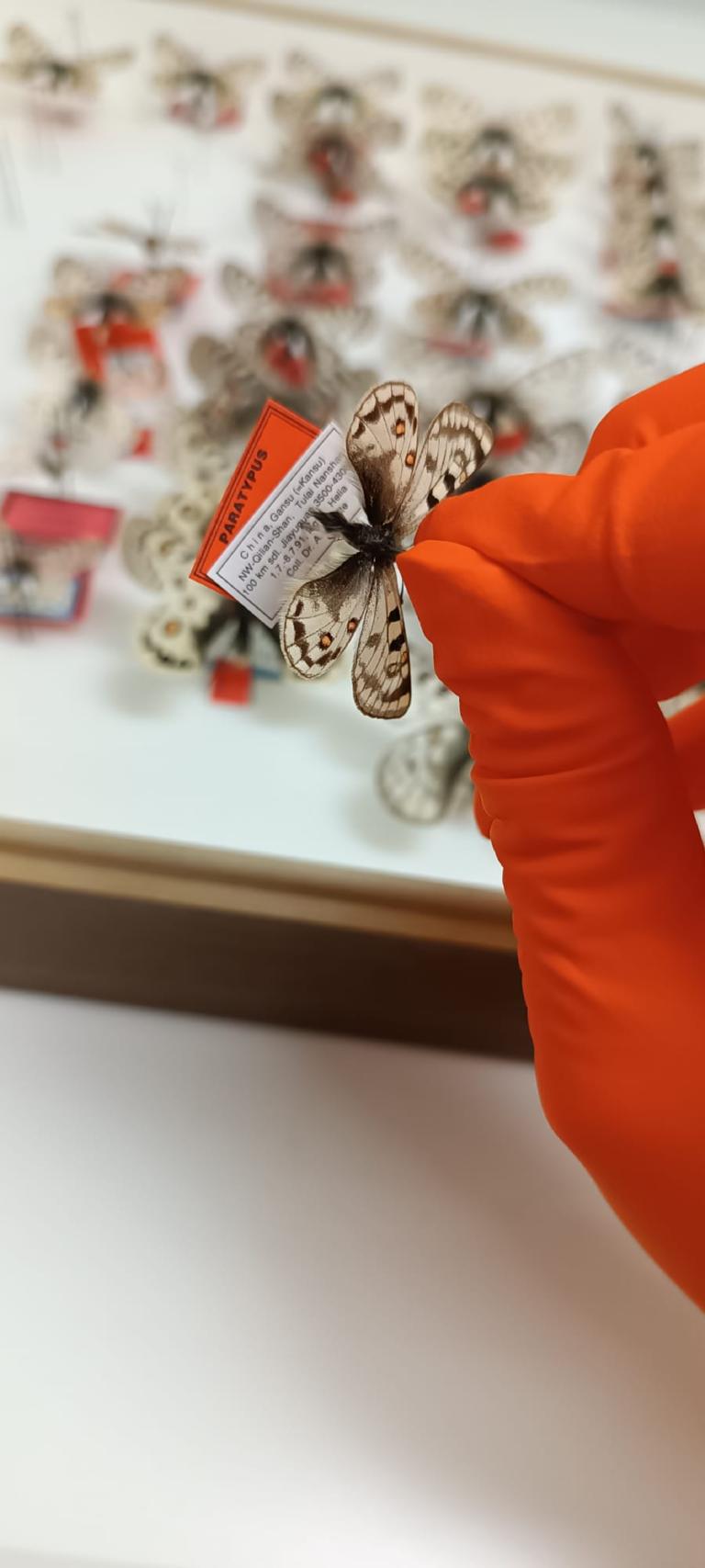 Overprikken van een apollovlinder