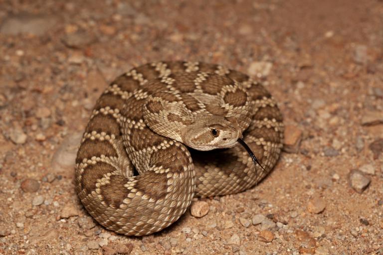 Crotalus scutellatus (Mátyás Bittenbinder)