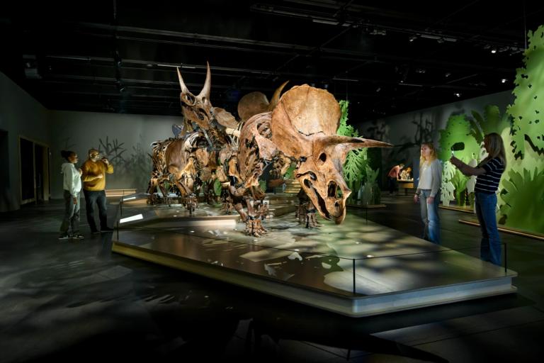 Tentoonstelling Triceratops: de kudde