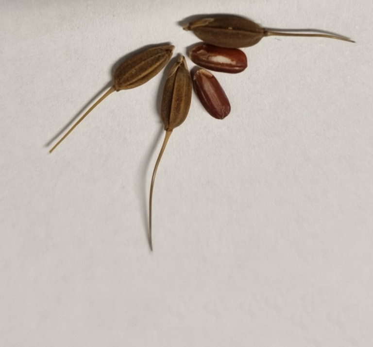 Surinaamse zwarte rijst