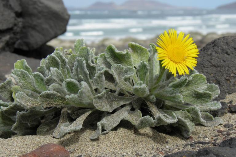 Pulicaria canariensis