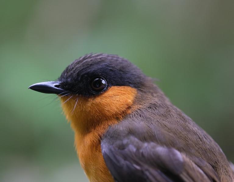 Bioko (Pau Enric Serra)