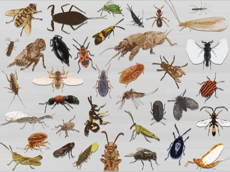 Insect van het Jaar banner