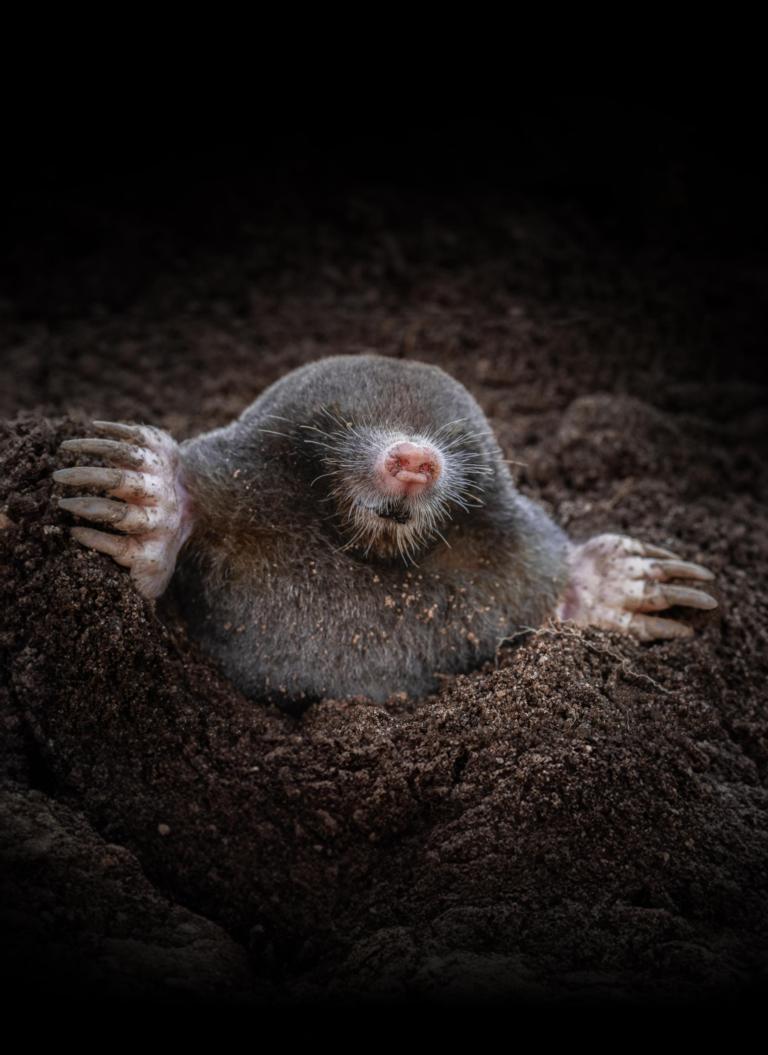 Mol foto Jeroen Graat