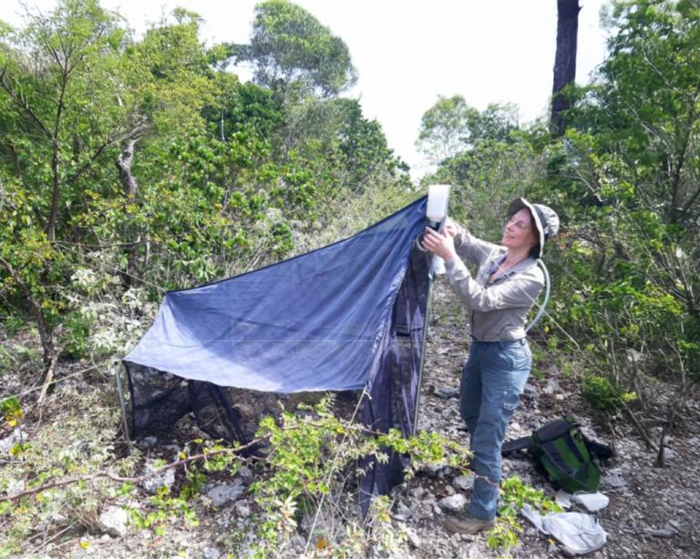 Aglaia met malaiseval