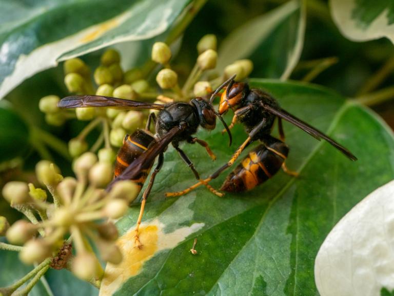 Twee Aziatische hoornaars. Credit: Getty Images