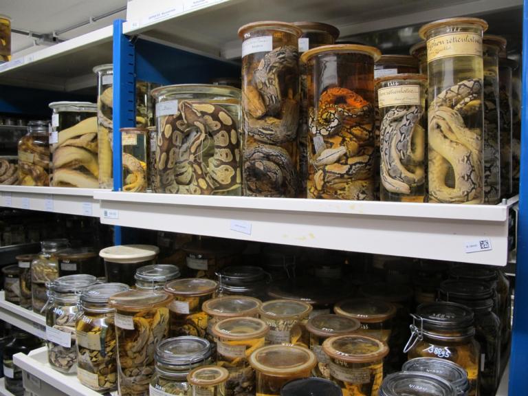 Foto van de reptielen exemplaren uit de natte collectie van Naturalis