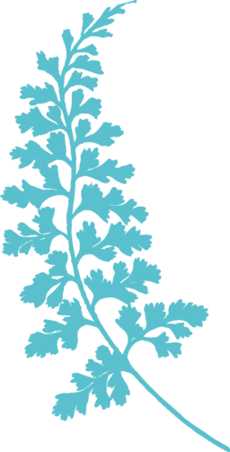Fern